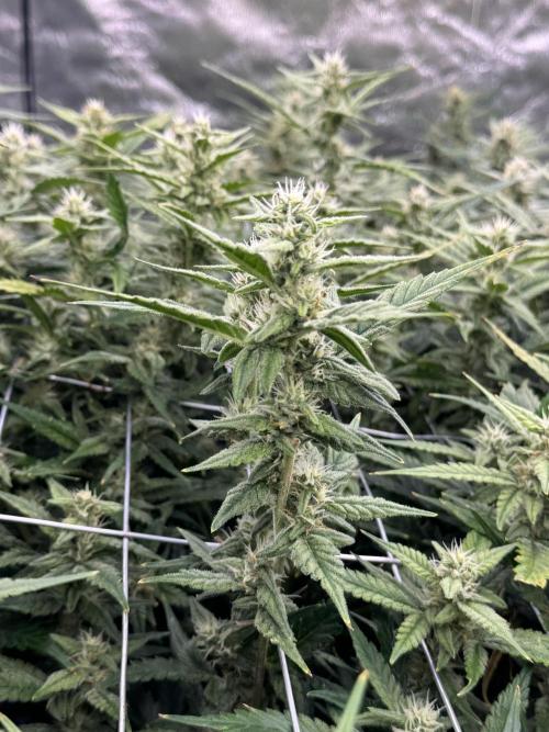 Apple Strudel Auto DWC. Week 10
