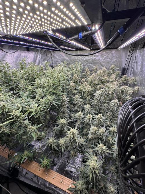 Apple Strudel Auto DWC. Week 10