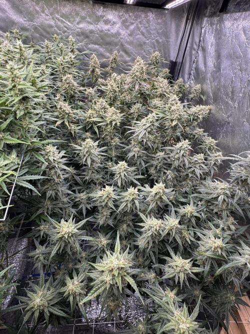 Apple Strudel Auto DWC. Week 10