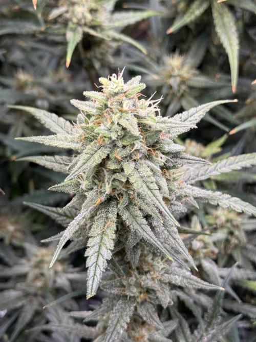 Apple Strudel Auto DWC. Week 10