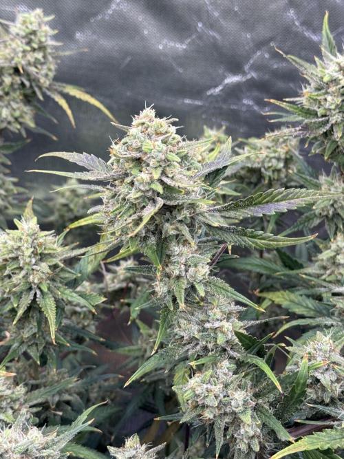 Apple Strudel Auto DWC. Week 10