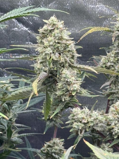 Apple Strudel Auto DWC. Week 10