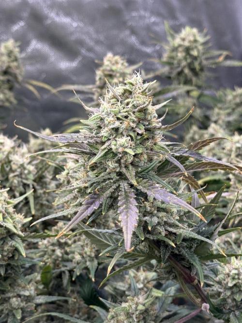 Apple Strudel Auto DWC. Week 10