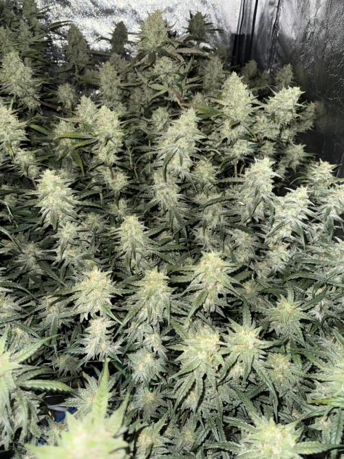 Apple Strudel Auto DWC. Week 10