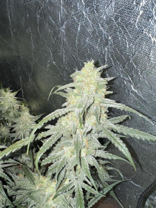 Apple Strudel Auto DWC. Week 10
