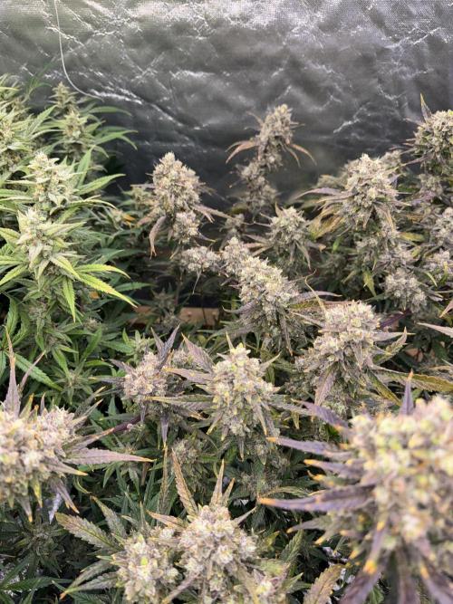 Apple Strudel Auto DWC. Week 11