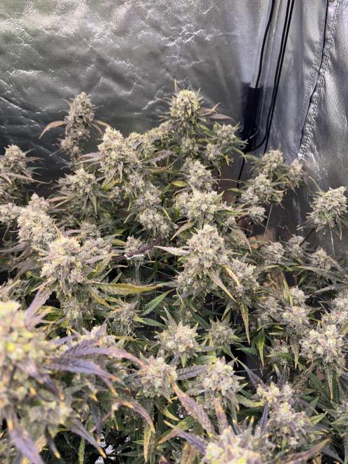 Apple Strudel Auto DWC. Week 11