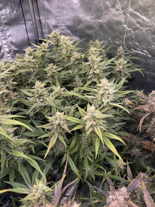 Apple Strudel Auto DWC. Week 11