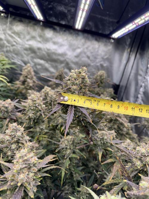Apple Strudel Auto DWC. Week 11