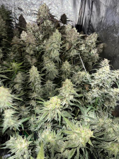 Apple Strudel Auto DWC. Week 11