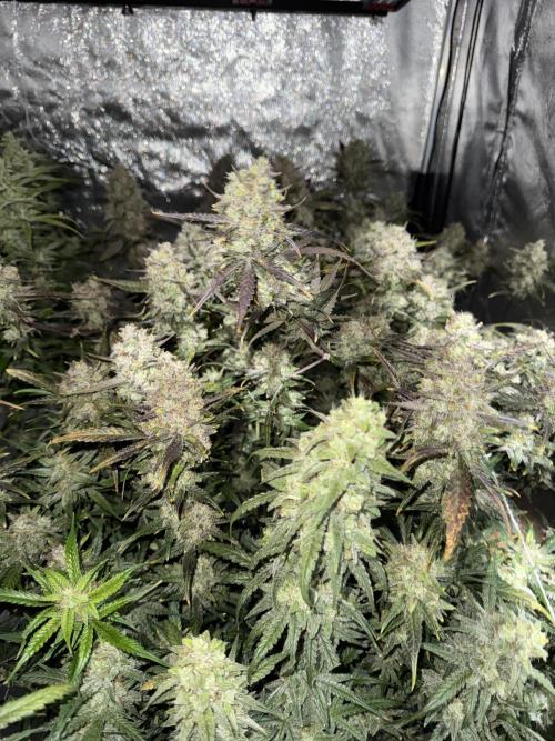 Apple Strudel Auto DWC. Week 11