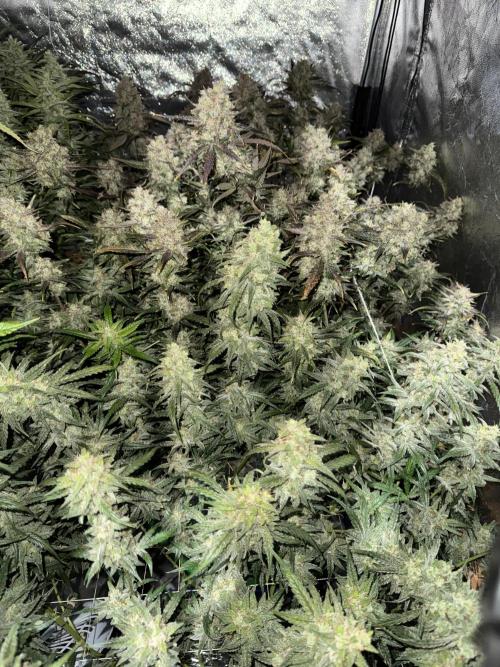 Apple Strudel Auto DWC. Week 11