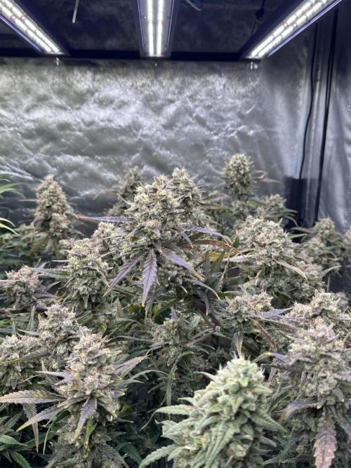 Apple Strudel Auto DWC. Week 11