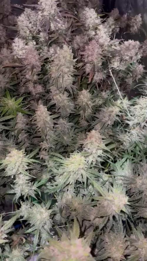 Apple Strudel Auto DWC