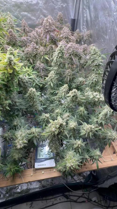 Apple Strudel Auto DWC