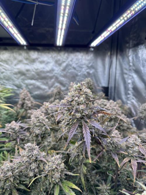 Apple Strudel Auto DWC. Week 12