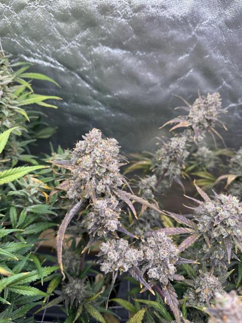Apple Strudel Auto DWC. Week 12