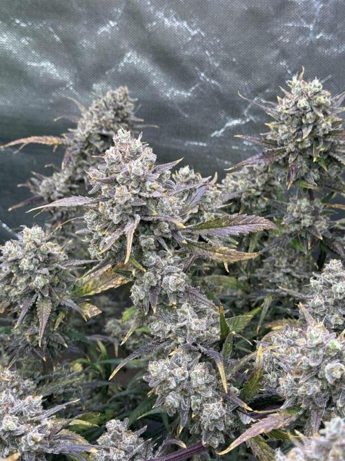 Apple Strudel Auto DWC. Week 12