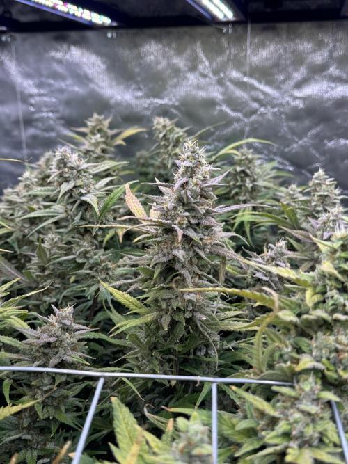 Apple Strudel Auto DWC. Week 12