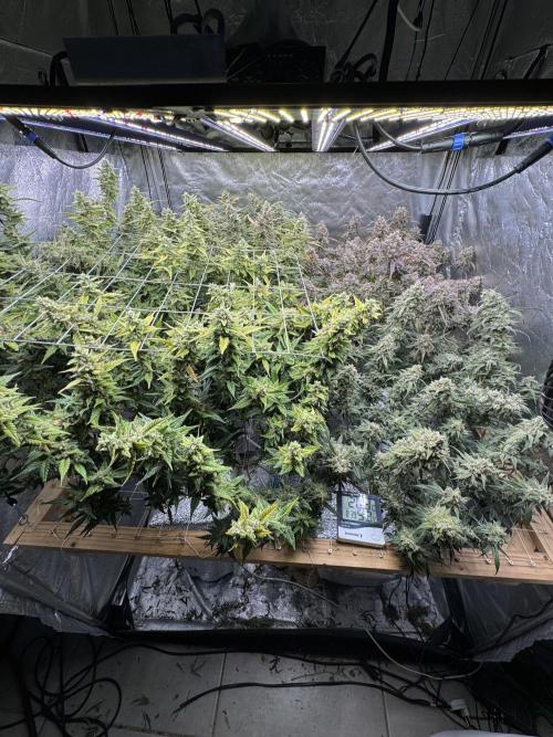 Apple Strudel Auto DWC. Week 12