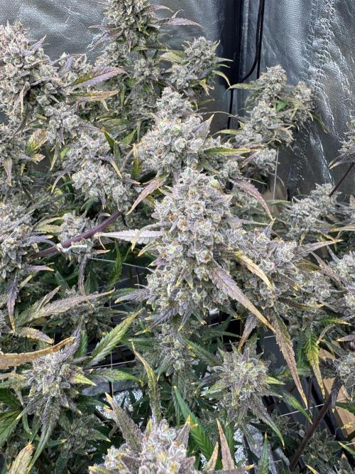 Apple Strudel Auto DWC. Week 12