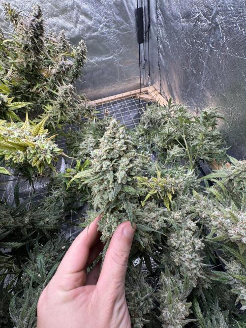 Apple Strudel Auto DWC. Week 13
