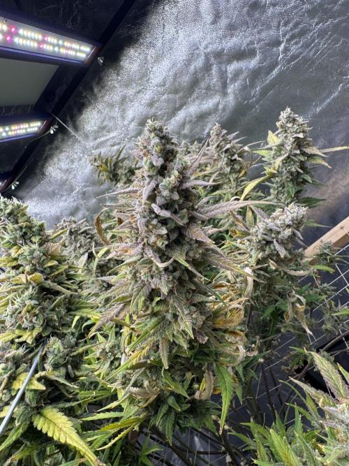 Apple Strudel Auto DWC. Week 13