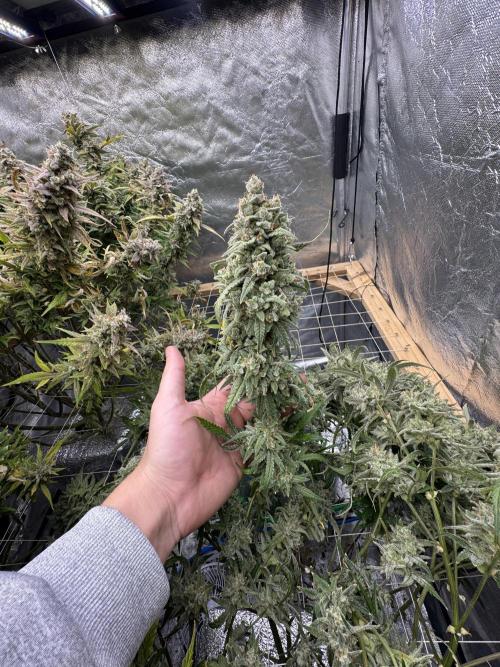 Apple Strudel Auto DWC. Week 13