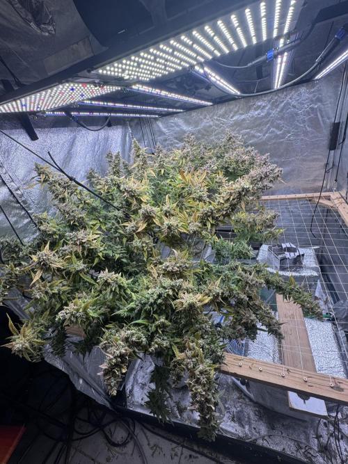 Apple Strudel Auto DWC. Week 14