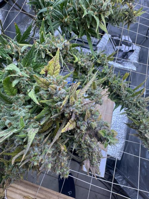 Apple Strudel Auto DWC. Week 14