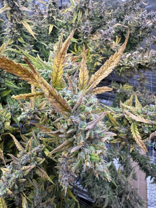 Apple Strudel Auto DWC. Week 14