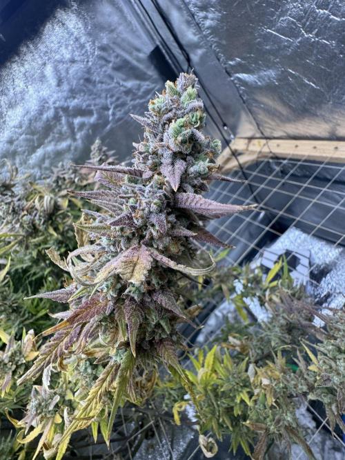 Apple Strudel Auto DWC. Week 14