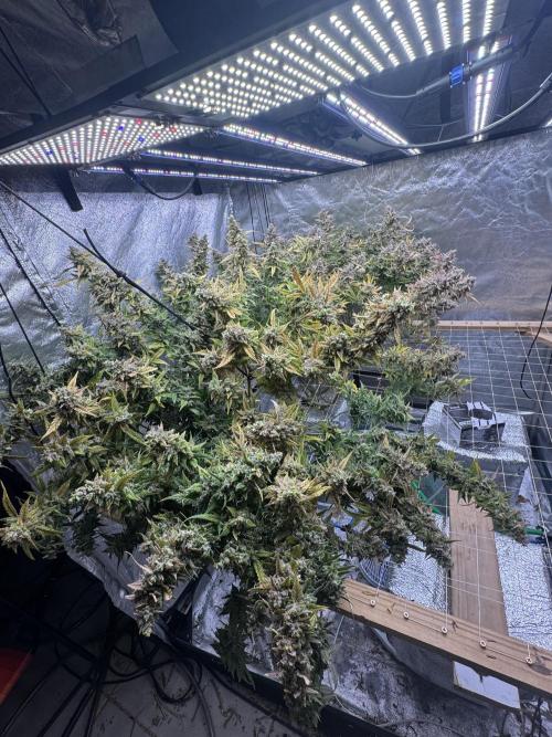 Apple Strudel Auto DWC. Week 14