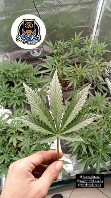 Midnight Marathon F4 Night owl