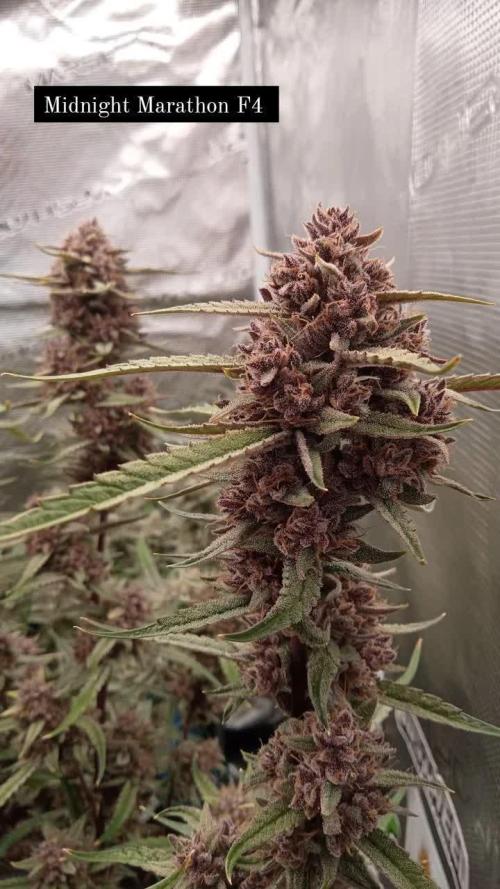 Midnight Marathon F4 Night owl