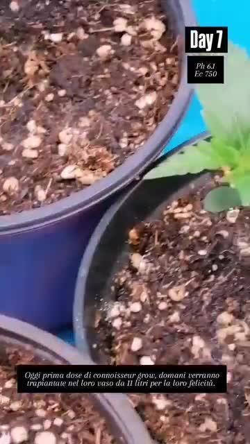 Strawberry milk and qookies remix