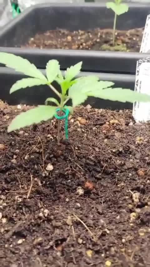 Strawberry milk and qookies remix