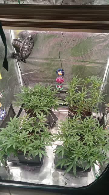 Strawberry milk and qookies remix