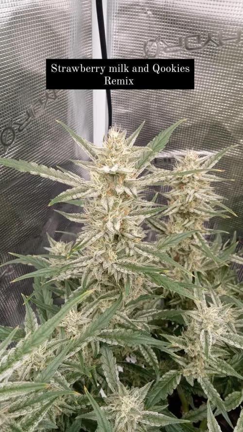 Strawberry milk and qookies remix