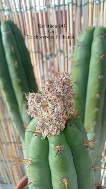 Strawberry milk and qookies remix