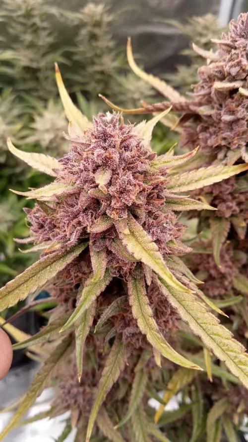 Midnight Marathon F4 Night owl