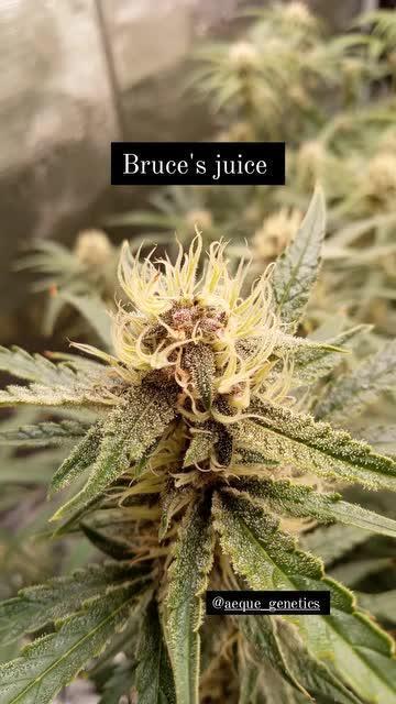 bruce's juices