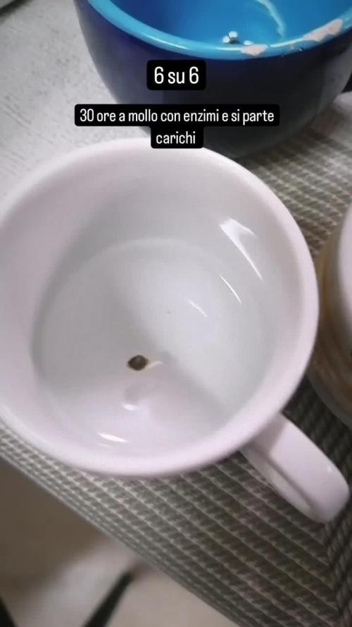 Gorilla cookies Auto FASTBUDS420