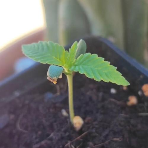 Gorilla cookies Auto FASTBUDS420. Week 1