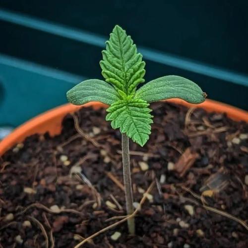 Gorilla cookies Auto FASTBUDS420. Week 1