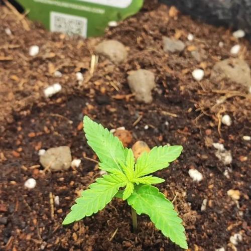 Gorilla cookies Auto FASTBUDS420. Week 1