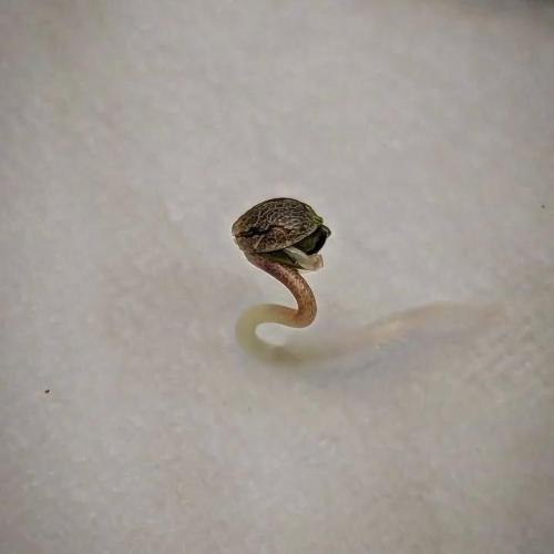 Gorilla cookies Auto FASTBUDS420. Week 1