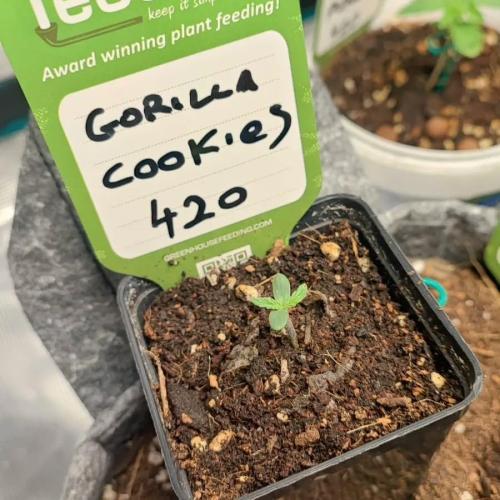 Gorilla cookies Auto FASTBUDS420. Week 1