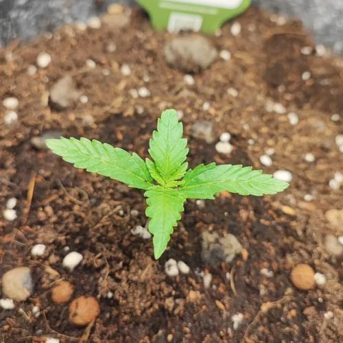 Gorilla cookies Auto FASTBUDS420. Week 2