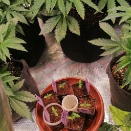 Gorilla cookies Auto FASTBUDS420. Week 2